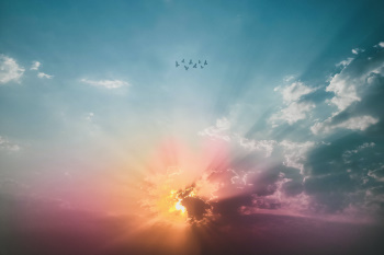 Birds in the sky at sunset